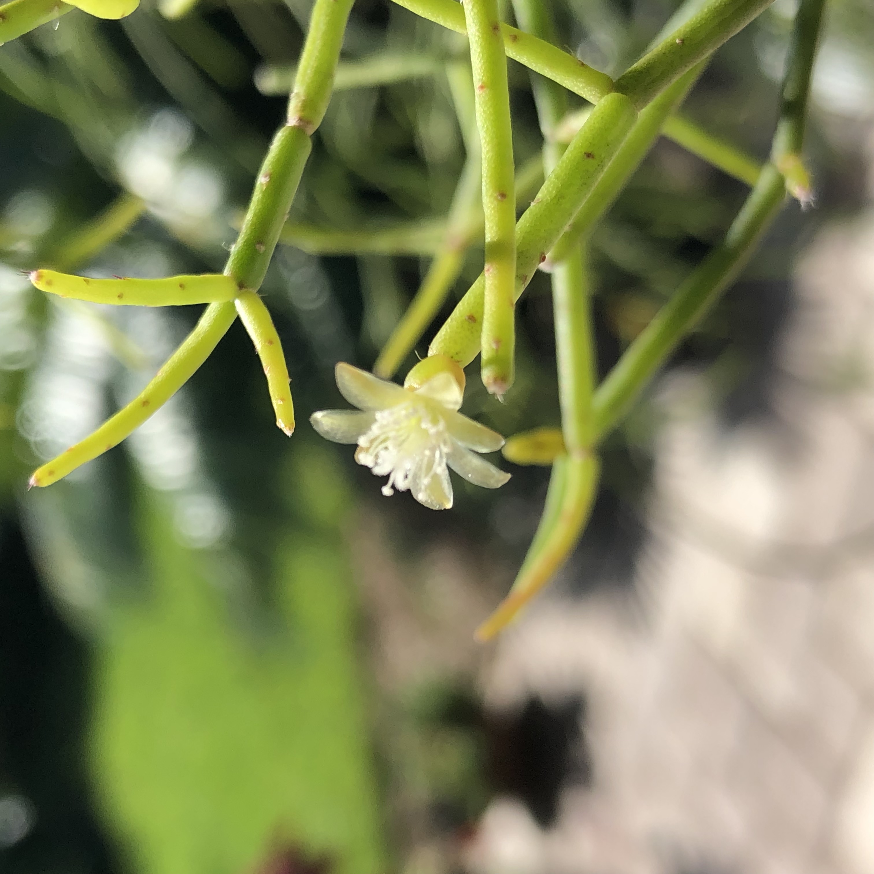 http://www.cloudjungle.com/cloudjungle/cactaceae/rhipsalis/rhipsalis noid 6 flower.jpeg